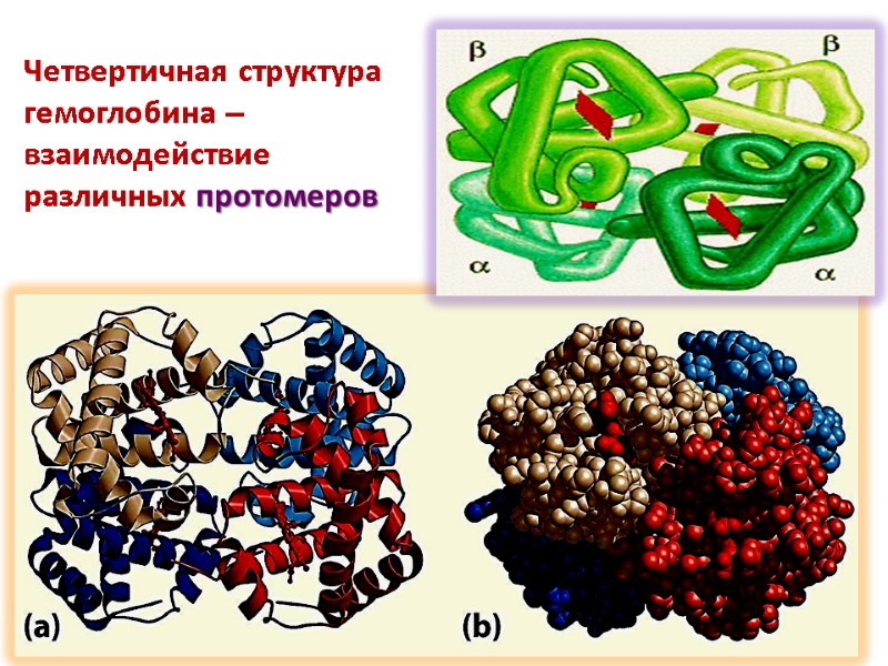 Четвертичная структура гемоглобина – взаимодействие различных протомеров